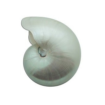 SH 923